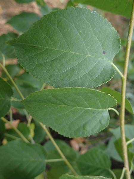 Populus trichocarpa \ Westliche Balsam-Pappel / Black Cottonwood, Western Balsam Poplar, D Frankfurt 30.6.2023