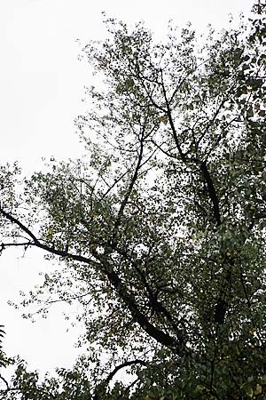 Populus trichocarpa \ Westliche Balsam-Pappel / Black Cottonwood, Western Balsam Poplar, D Frankfurt 30.6.2023