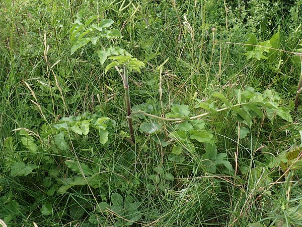 Pastinaca sativa subsp. urens \ Brennender Pastinak / Stinging Parsnip, D Dortmund 14.6.2018