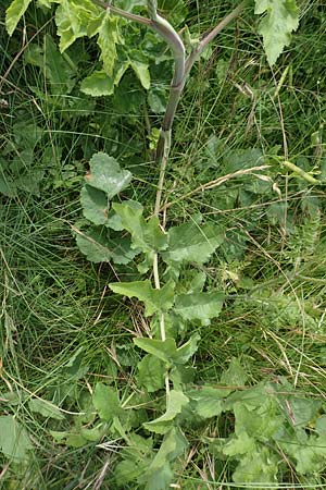 Pastinaca sativa subsp. urens \ Brennender Pastinak / Stinging Parsnip, D Dortmund 14.6.2018