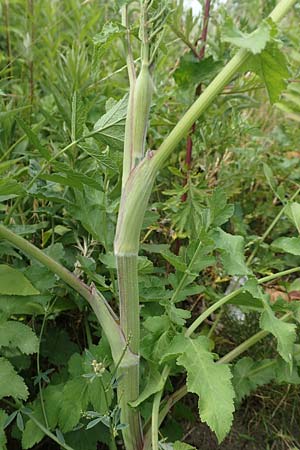 Pastinaca sativa subsp. urens \ Brennender Pastinak, D Dortmund 14.6.2018