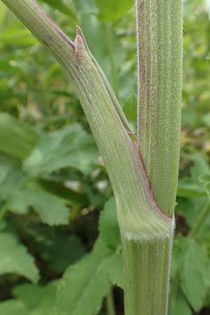 Pastinaca sativa subsp. urens \ Brennender Pastinak / Stinging Parsnip, D Dortmund 14.6.2018