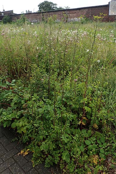 Pastinaca sativa subsp. urens \ Brennender Pastinak / Stinging Parsnip, D Dortmund 10.7.2018