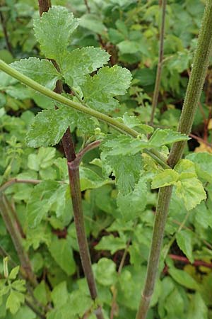 Pastinaca sativa subsp. urens \ Brennender Pastinak / Stinging Parsnip, D Dortmund 10.7.2018