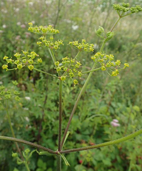 Pastinaca sativa subsp. urens \ Brennender Pastinak / Stinging Parsnip, D Dortmund 10.7.2018