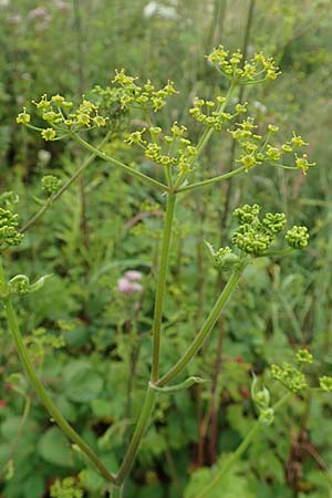 Pastinaca sativa subsp. urens \ Brennender Pastinak / Stinging Parsnip, D Dortmund 10.7.2018