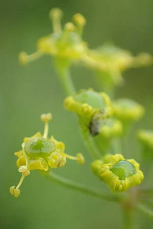 Pastinaca sativa subsp. urens \ Brennender Pastinak / Stinging Parsnip, D Dortmund 10.7.2018