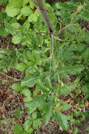 Pastinaca sativa subsp. urens \ Brennender Pastinak / Stinging Parsnip, D Dortmund 10.7.2018