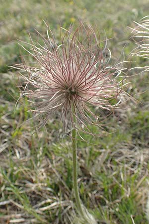 Pulsatilla vulgaris var. oenipontana \ Kuhschelle / Common Pasque-Flower, D Eching 2.5.2019