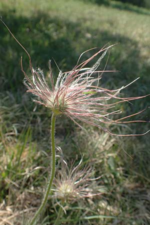 Pulsatilla vulgaris / Common Pasque-Flower, D Neuleiningen 23.4.2020