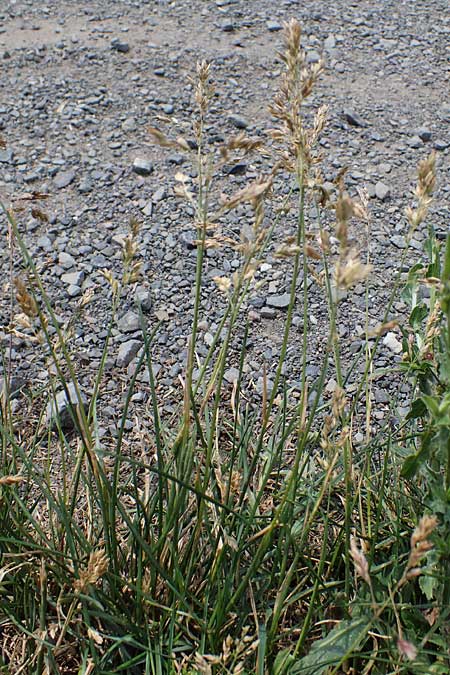 Poa pratensis \ Wiesen-Rispengras, Wiesenrispe / Smooth Meadow Grass, Kentucky Blue Grass, D Thüringen, Bad Frankenhausen 10.6.2022