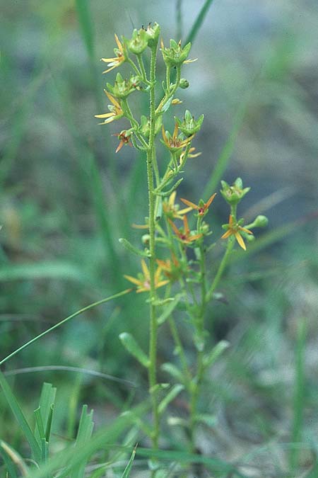 Saxifraga mutata \ Kies-Steinbrech, D Pupplinger Au 25.7.2004