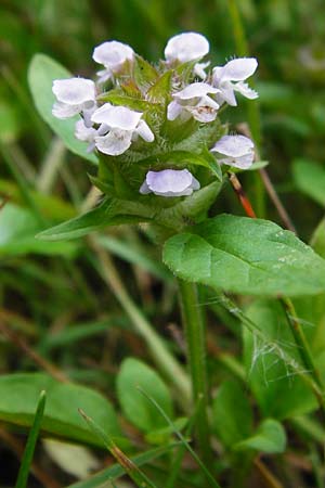 Prunella vulgaris \ Gemeine Braunelle, Kleine Braunelle, D Mannheim 29.6.2015