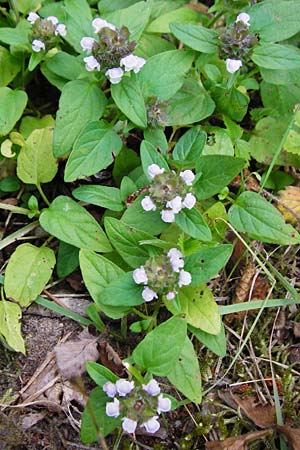 Prunella vulgaris \ Gemeine Braunelle, Kleine Braunelle, D Mannheim 29.6.2015