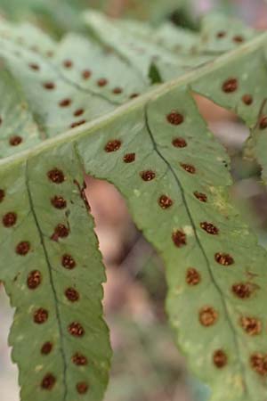 Polypodium vulgare \ Gewhnlicher Tpfelfarn, D Wachenheim 4.1.2015