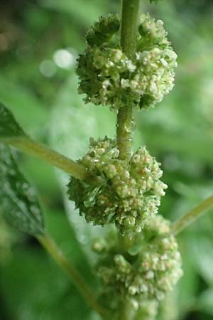 Parietaria officinalis \ Aufrechtes Glaskraut / Common Pellitory-of-the-Wall, D Hemsbach 4.6.2020