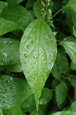 Parietaria officinalis \ Aufrechtes Glaskraut / Common Pellitory-of-the-Wall, D Hemsbach 4.6.2020