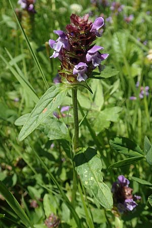 Prunella vulgaris \ Gemeine Braunelle, Kleine Braunelle, D Odenwald, Lindenfels 26.6.2020