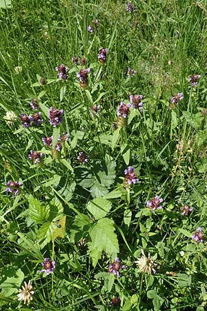 Prunella vulgaris \ Gemeine Braunelle, Kleine Braunelle, D Odenwald, Lindenfels 26.6.2020