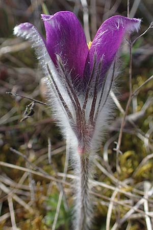 Pulsatilla vulgaris \ Kuhschelle, Khchenschelle / Common Pasque-Flower, D Neuleiningen 28.3.2021