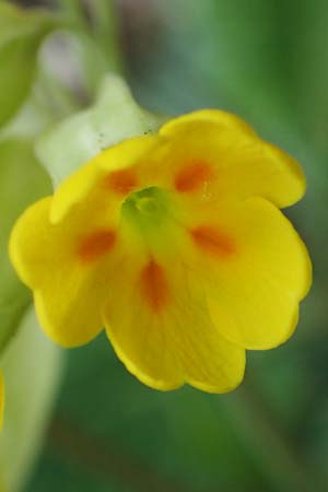 Primula veris \ Frhlings-Schlsselblume, Wiesen-Schlsselblume, D Rheinhessen, Wendelsheim 20.4.2021