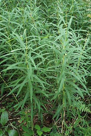 Polygonatum verticillatum \ Quirlblttrige Weiwurz, D Odenwald, Erbach 17.7.2022