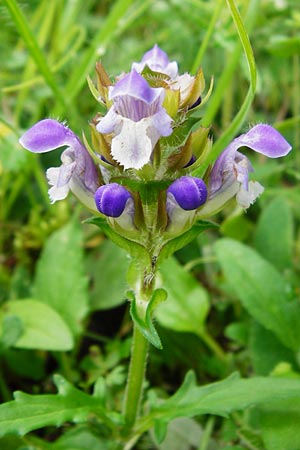 Prunella grandiflora x laciniata \ Hybrid-Braunelle / Hybrid Selfheal, D Tübingen 20.6.2015