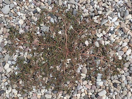 Portulaca granulatostellulata \ Granuliertsterniger Portulak / Granulate-Stellate Purslane, D Mannheim 9.9.2018