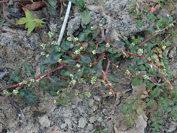 Persicaria maculosa / Redshank, D Mannheim 14.10.2018