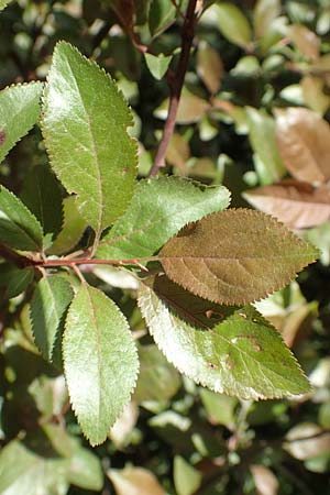 Prunus cerasifera \ Kirschpflaume, D Hemsbach 16.4.2020