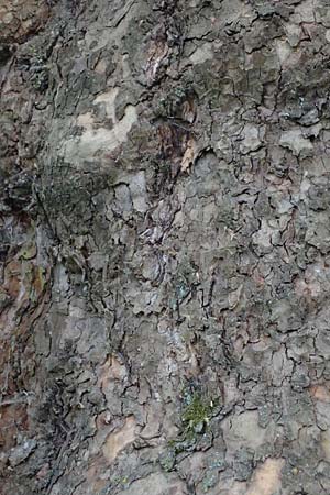 Platanus x hispanica \ Bastard-Platane / London Plane-Tree, D Mannheim 22.5.2021