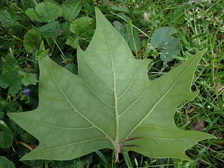 Platanus x hispanica \ Bastard-Platane / London Plane-Tree, D Mannheim 22.5.2021