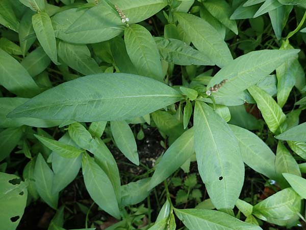 Persicaria x condensata \ Knterich-Hybride, D Aachen 20.8.2022