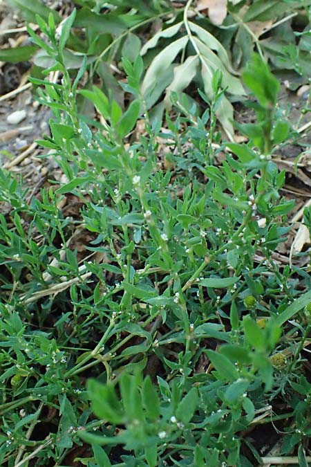 Polygonum aviculare \ Echter Vogel-Knterich / Common Knotgrass, English Knotgrass, D Aachen 28.7.2023