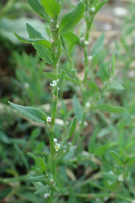 Polygonum aviculare \ Echter Vogel-Knterich / Common Knotgrass, English Knotgrass, D Aachen 28.7.2023