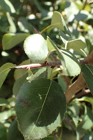 Pyrus pyraster \ Wild-Birne, Holz-Birne / Wild Pear, D Östringen 27.10.2017