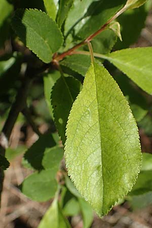 Prunus cerasifera \ Kirschpflaume, D Schwetzingen 16.4.2020