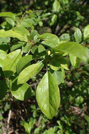 Prunus cerasifera \ Kirschpflaume / Cherry Plum, D Schwetzingen 16.4.2020