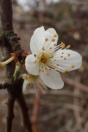 Prunus domestica subsp. domestica \ Zwetschge, Pflaume / Plum, D Mannheim 29.3.2018