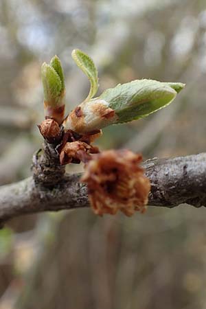 Prunus domestica subsp. domestica \ Zwetschge, Pflaume / Plum, D Mannheim 29.3.2018