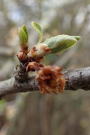 Prunus domestica subsp. domestica \ Zwetschge, Pflaume, D Mannheim 29.3.2018