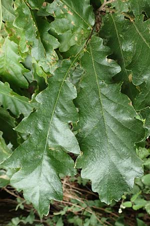 Quercus cerris \ Zerr-Eiche / Turkey Oak, D Odenwald, Reichelsheim 16.6.2017