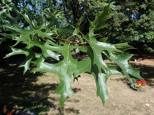 Quercus coccinea / Scarlet Oak, D Duisburg 21.8.2022