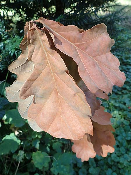 Quercus robur \ Stiel-Eiche / Common Oak, D Duisburg 21.8.2022