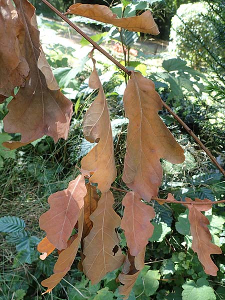 Quercus robur \ Stiel-Eiche / Common Oak, D Duisburg 21.8.2022