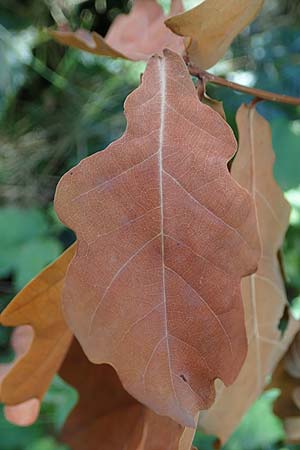 Quercus robur \ Stiel-Eiche, D Duisburg 21.8.2022