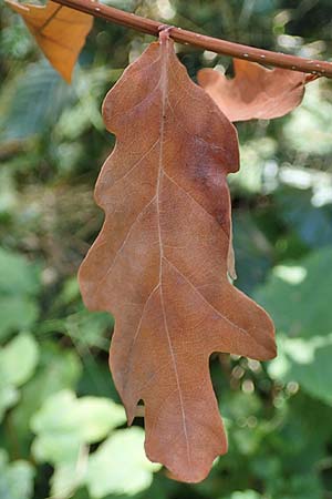 Quercus robur \ Stiel-Eiche, D Duisburg 21.8.2022