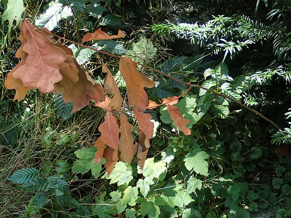 Quercus robur / Common Oak, D Duisburg 21.8.2022