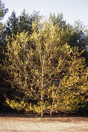Quercus palustris \ Sumpf-Eiche, Nagel-Eiche / Pin Oak, D Mannheim 22.4.2015