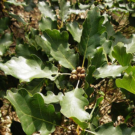 Quercus petraea \ Trauben-Eiche / Sessile Oak, D Koblenz 15.8.2015